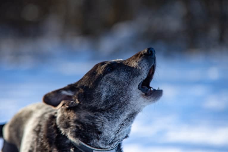 Olia, an European Village Dog tested with EmbarkVet.com