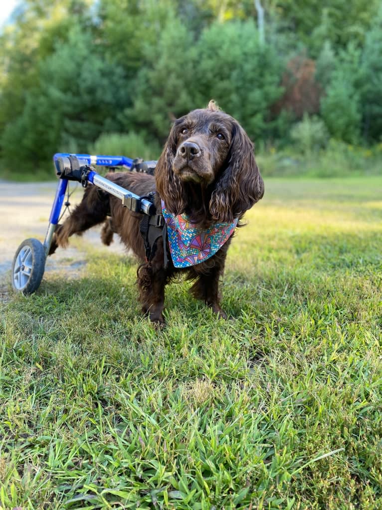 Luma, a Boykin Spaniel tested with EmbarkVet.com