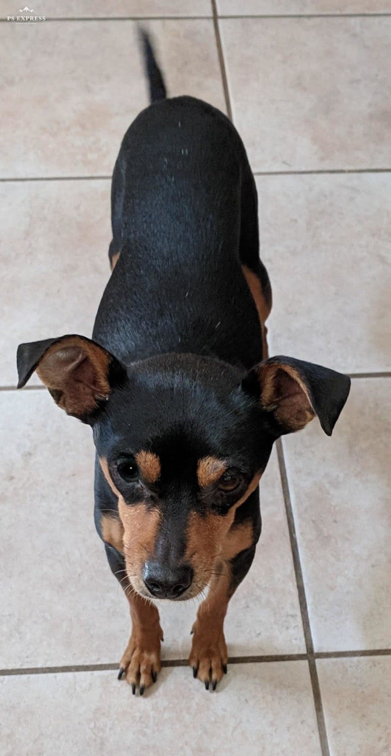 Dante, a Miniature Pinscher and Chihuahua mix tested with EmbarkVet.com