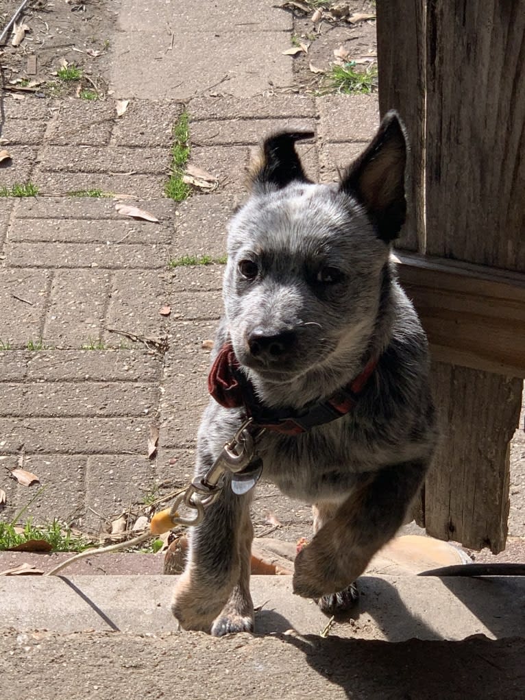 Chomp, an Australian Cattle Dog tested with EmbarkVet.com