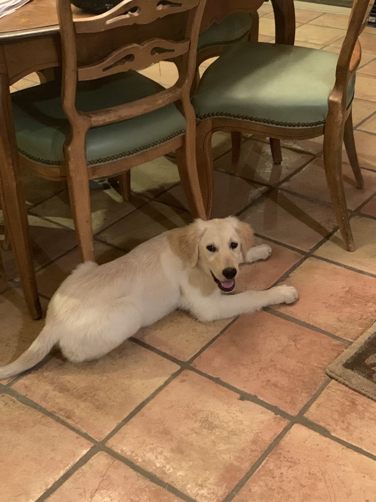 Roxy, a Golden Retriever tested with EmbarkVet.com