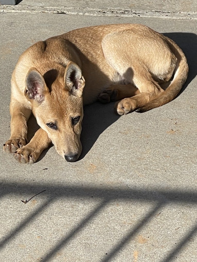 Roo, a Carolina Dog tested with EmbarkVet.com