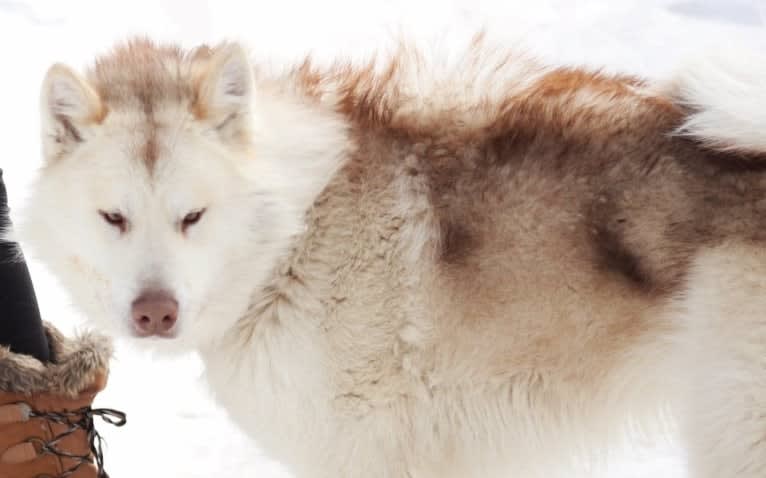 Sol, a Canadian Eskimo Dog tested with EmbarkVet.com