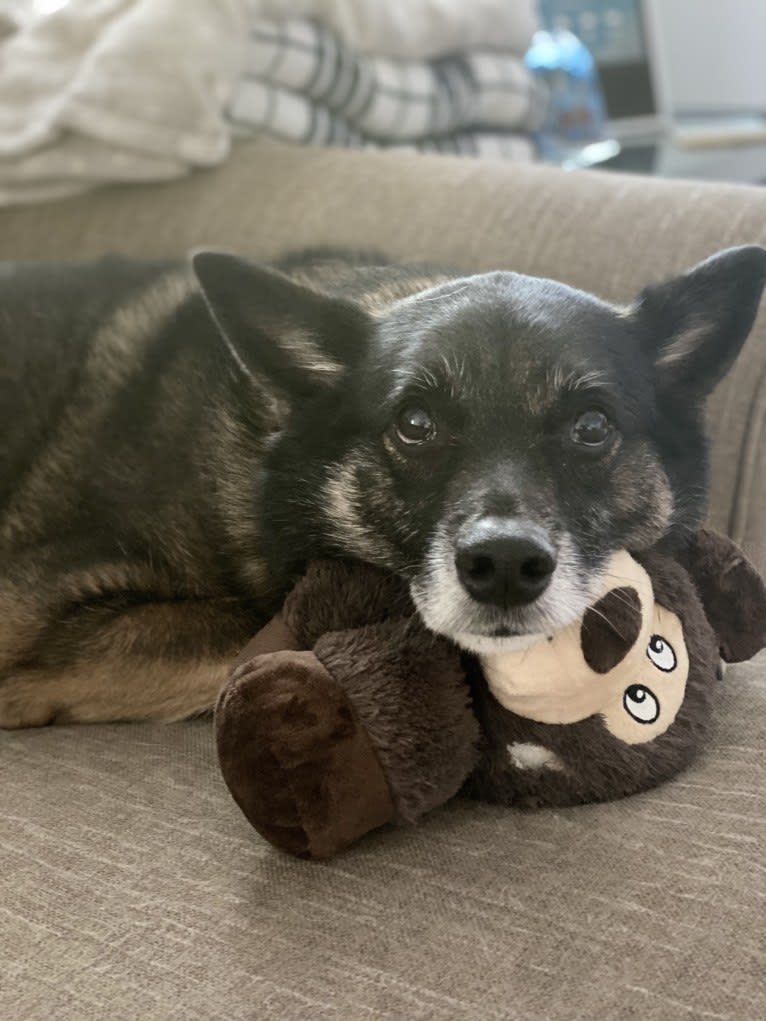 Brutus, a Norwegian Elkhound and Australian Cattle Dog mix tested with EmbarkVet.com