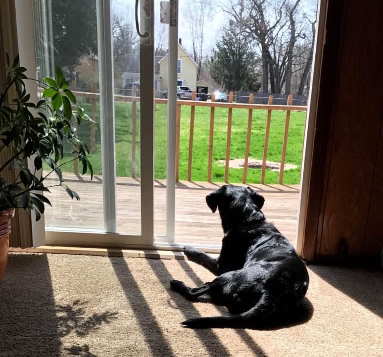 Bear, a German Shorthaired Pointer and Australian Cattle Dog mix tested with EmbarkVet.com