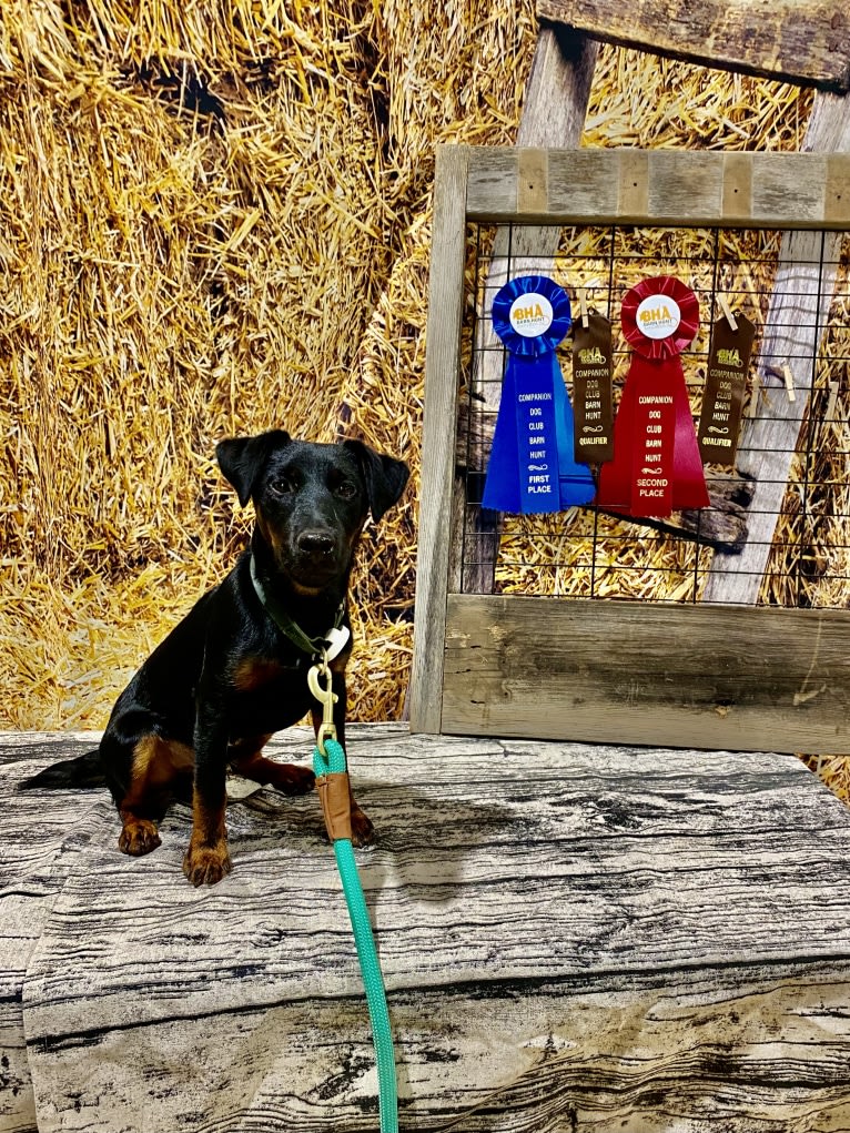 Jude, a Jagdterrier tested with EmbarkVet.com