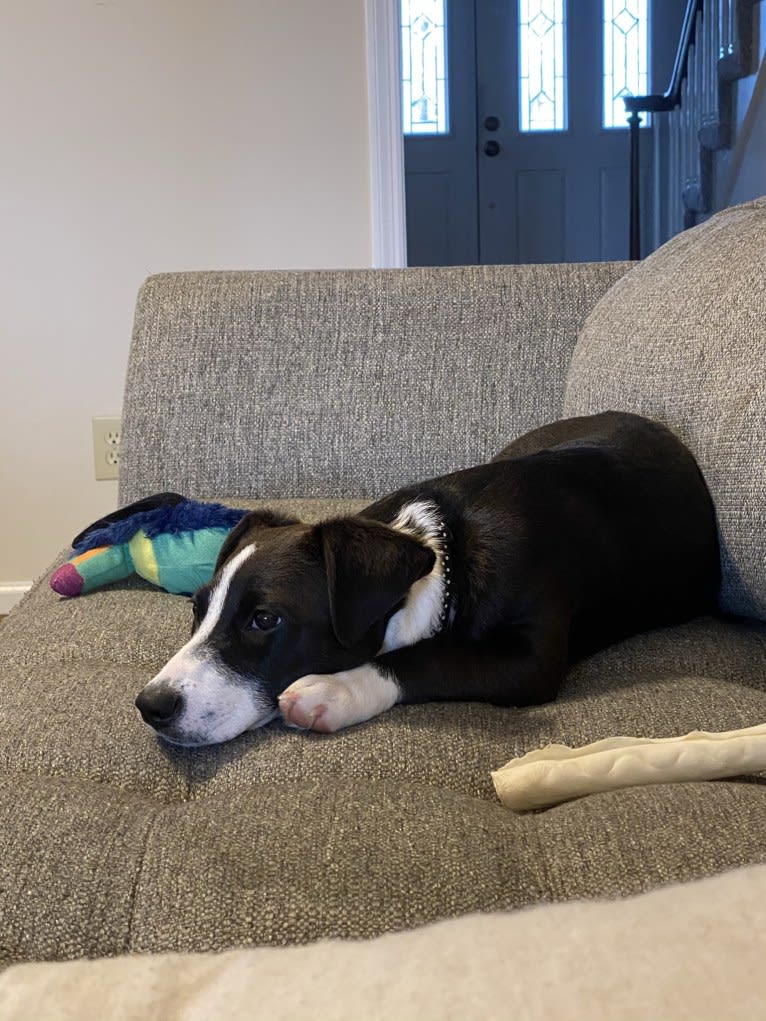 Bessie Doogie, a Rat Terrier and Labrador Retriever mix tested with EmbarkVet.com