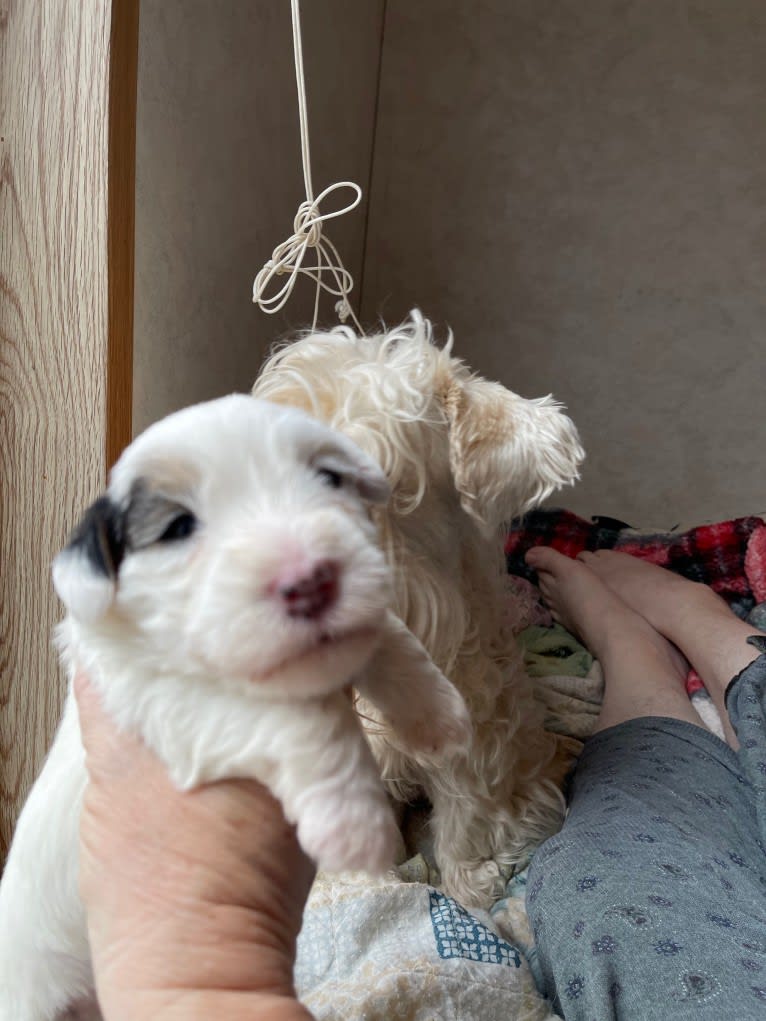 Roo, a Sealyham Terrier tested with EmbarkVet.com