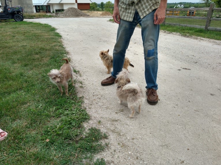 Daisy, a Chihuahua and Poodle (Small) mix tested with EmbarkVet.com