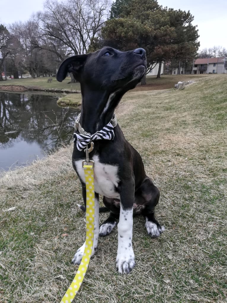 Oakley, an American Pit Bull Terrier and Great Pyrenees mix tested with EmbarkVet.com