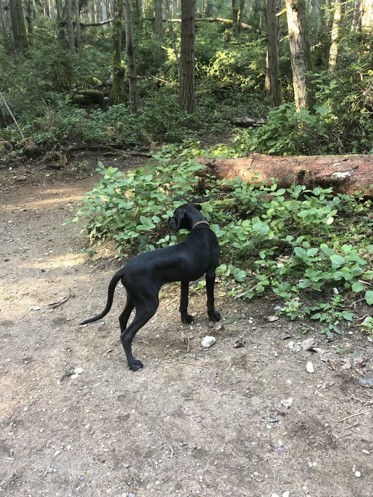 Calvin, a Great Dane and Saint Bernard mix tested with EmbarkVet.com