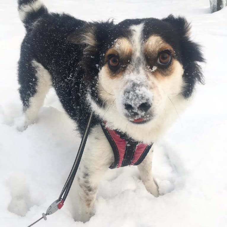 Hudi, an European Village Dog tested with EmbarkVet.com