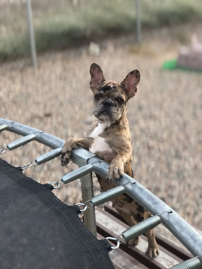 Opie, a French Bulldog tested with EmbarkVet.com