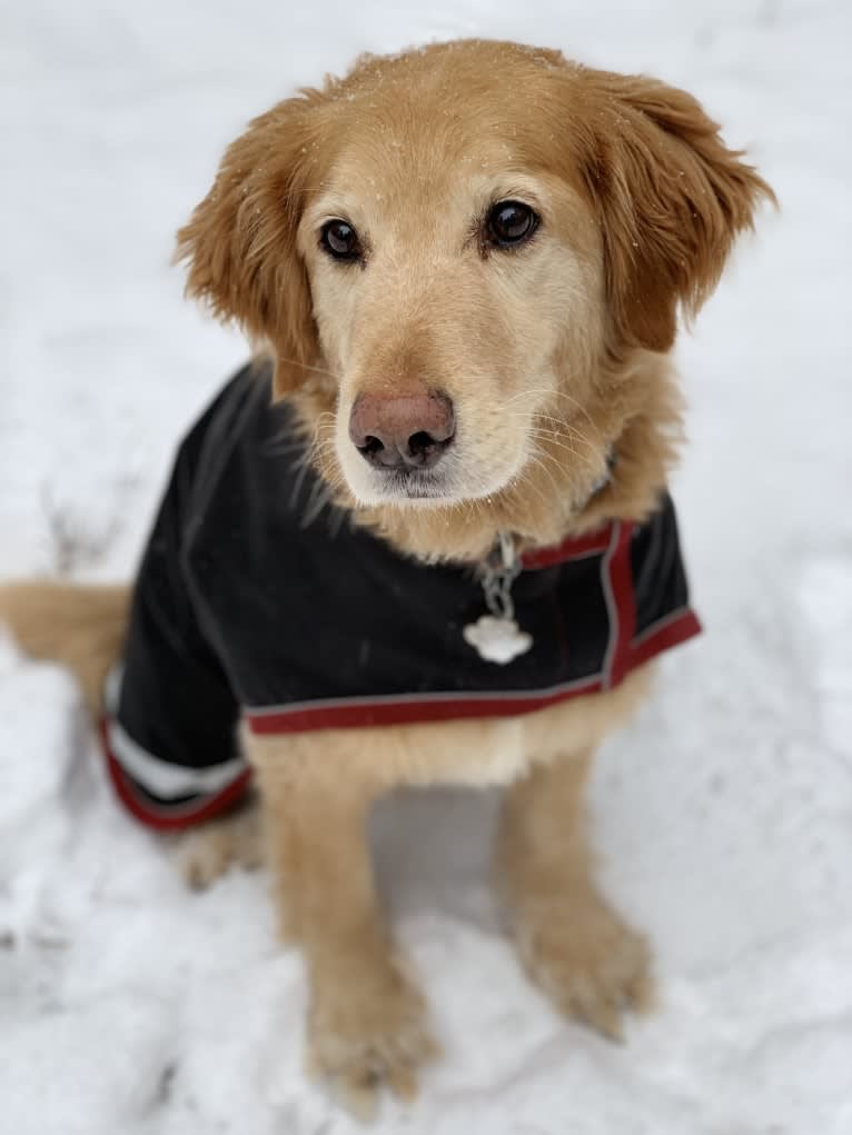 Jake, a Golden Retriever and Cocker Spaniel mix tested with EmbarkVet.com