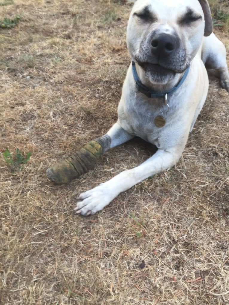 Sydney, a Catahoula Leopard Dog and American Pit Bull Terrier mix tested with EmbarkVet.com