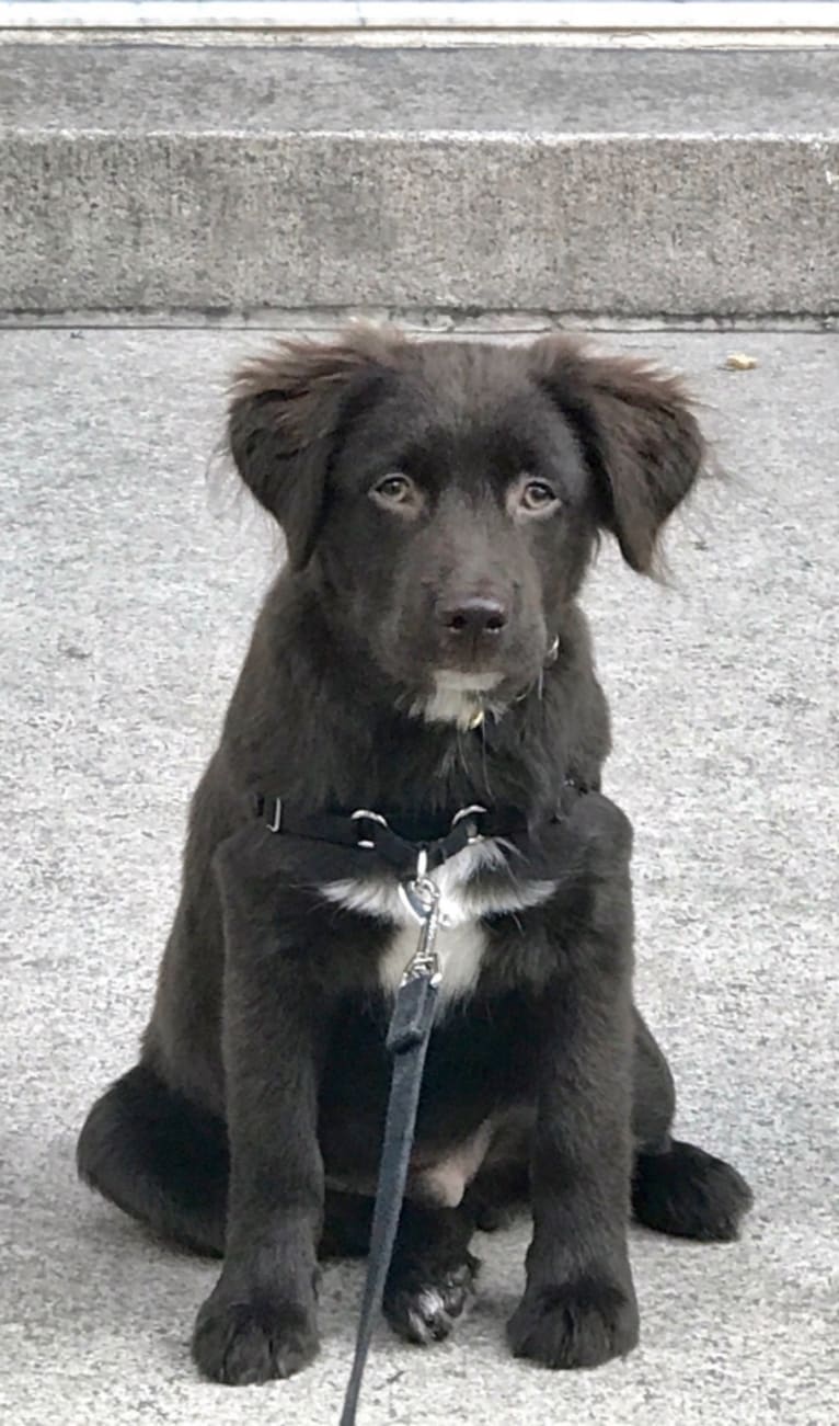 Buddy, a Labrador Retriever and Staffordshire Terrier mix tested with EmbarkVet.com