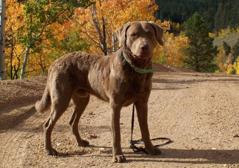 Guess, a Chesapeake Bay Retriever tested with EmbarkVet.com