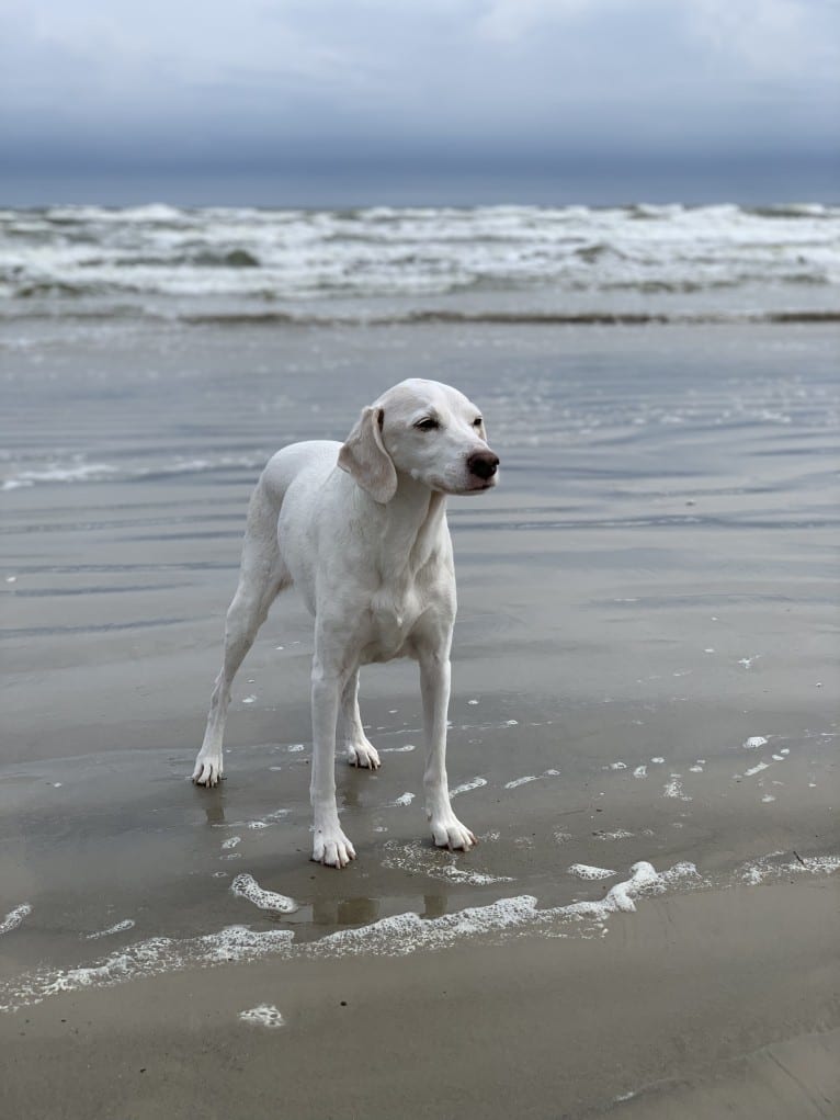 Eira, a Cocker Spaniel and Beagle mix tested with EmbarkVet.com