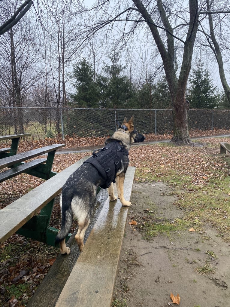 Mina, a German Shepherd Dog tested with EmbarkVet.com