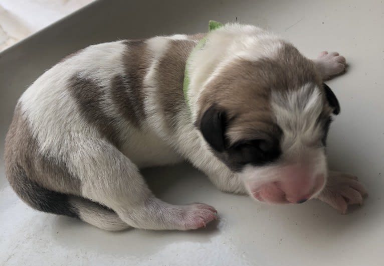 Stoeger, an Anatolian Shepherd Dog and Great Pyrenees mix tested with EmbarkVet.com