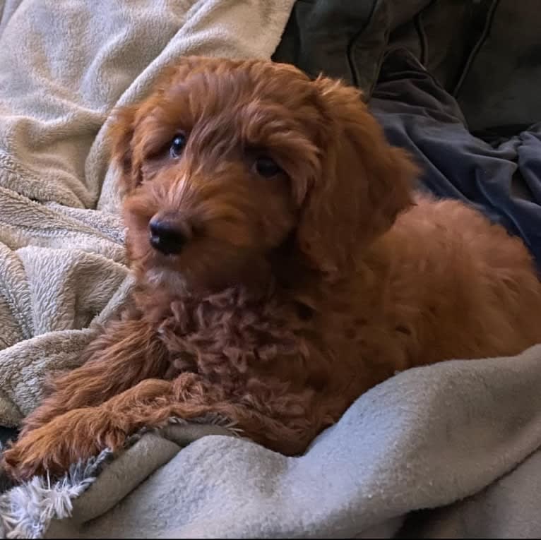 Ruby, a Poodle (Small) and Poodle (Standard) mix tested with EmbarkVet.com