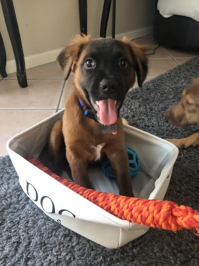 Jax, a French Bulldog and American Pit Bull Terrier mix tested with EmbarkVet.com