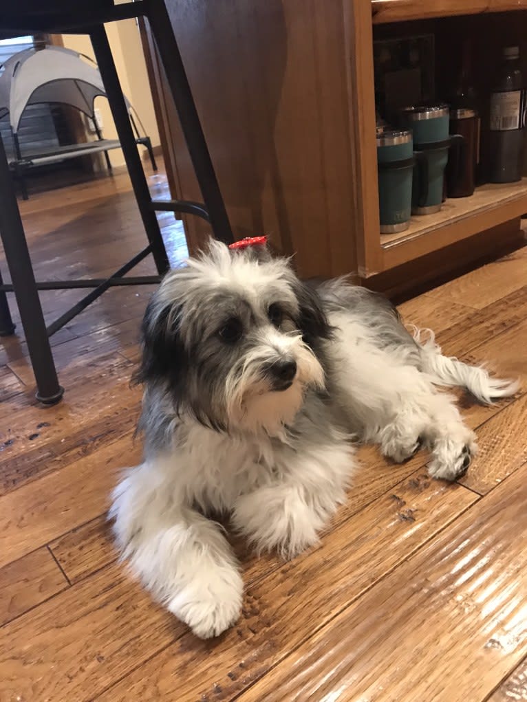 Winham’s “DollyBelle” of Rocky Mountain Cotons, a Coton de Tulear tested with EmbarkVet.com