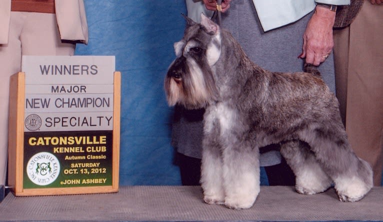 Gunner, a Miniature Schnauzer tested with EmbarkVet.com