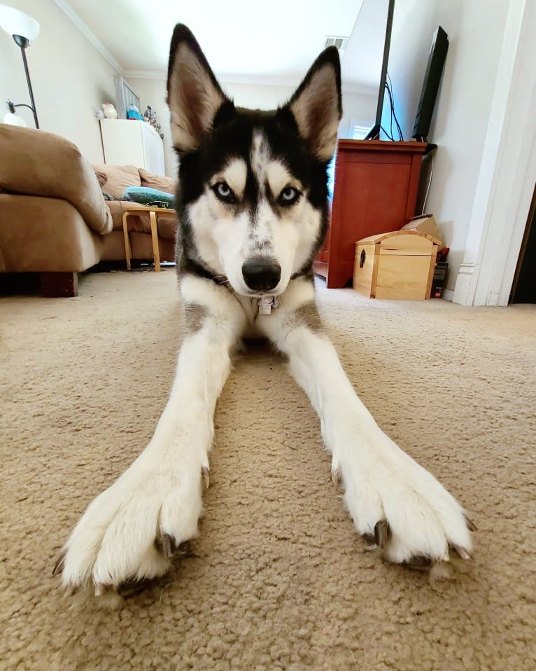 Teyla, a Siberian Husky tested with EmbarkVet.com