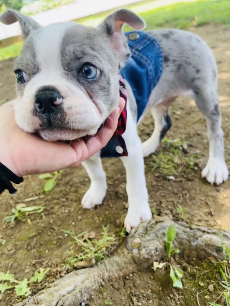 Aurinko, a Boston Terrier tested with EmbarkVet.com