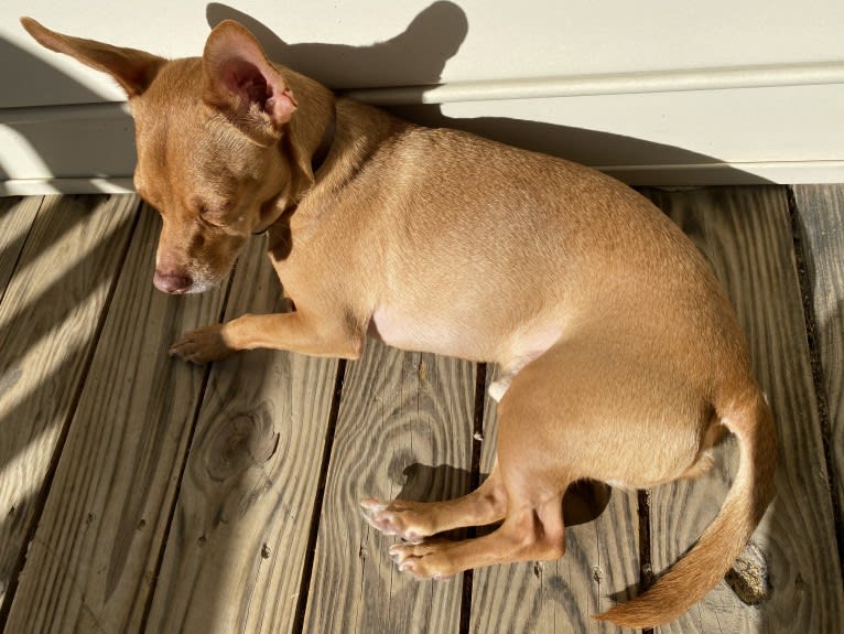 Arturo, a Chihuahua and Rat Terrier mix tested with EmbarkVet.com