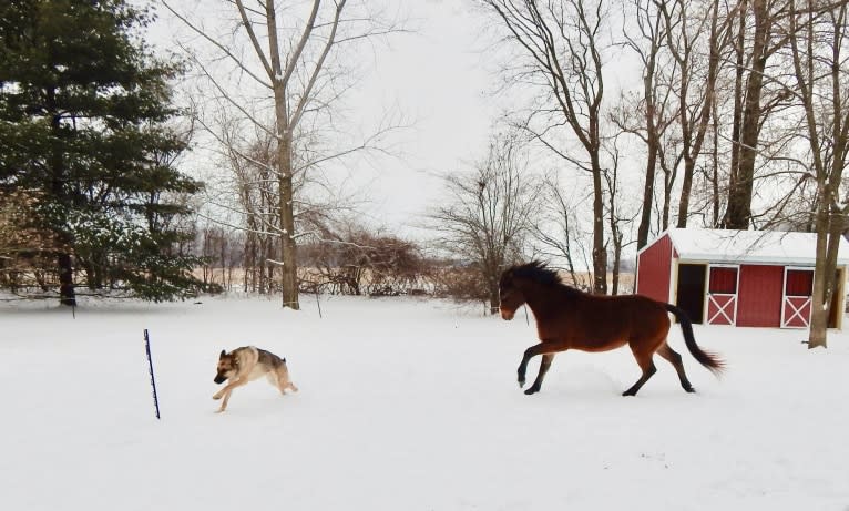 Huttser, a German Shepherd Dog tested with EmbarkVet.com