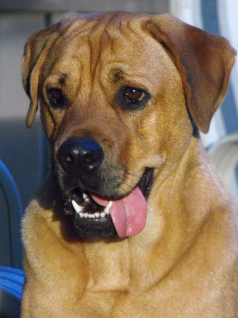 Chloe, a Rottweiler and Labrador Retriever mix tested with EmbarkVet.com