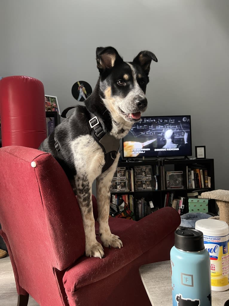 Charlie, a Siberian Husky and Australian Cattle Dog mix tested with EmbarkVet.com