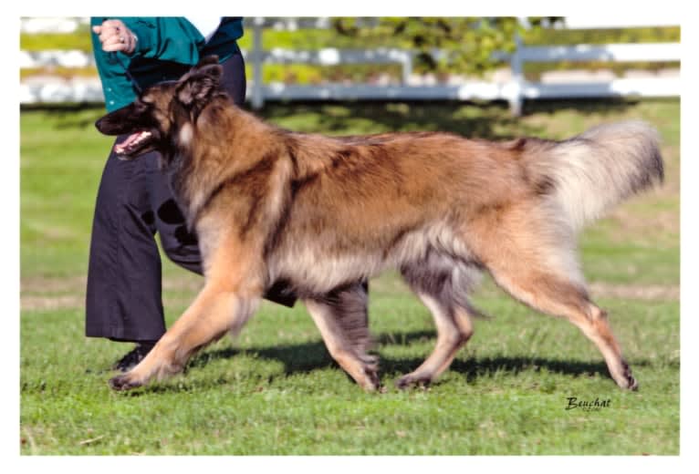 Sprite, a Belgian Shepherd tested with EmbarkVet.com