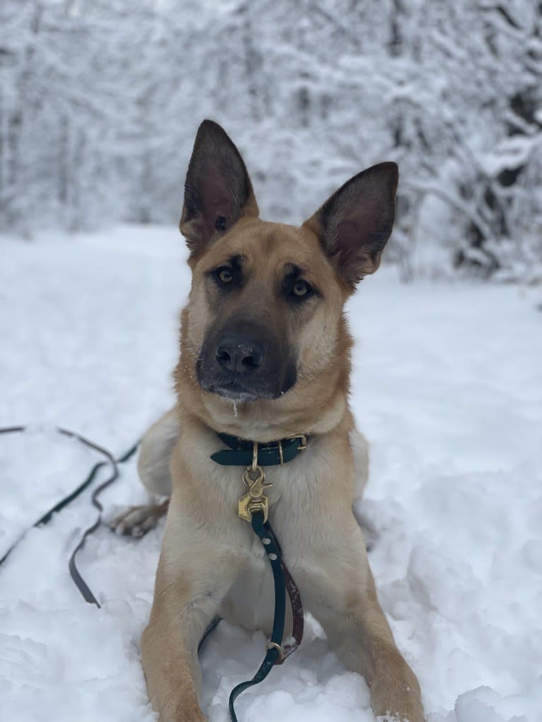 Enzo, a Siberian Husky and German Shepherd Dog mix tested with EmbarkVet.com