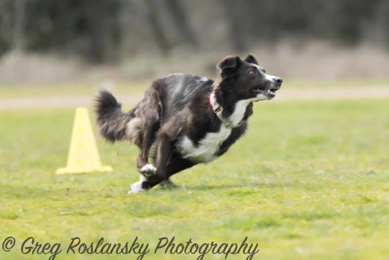 Jane, an English Shepherd tested with EmbarkVet.com