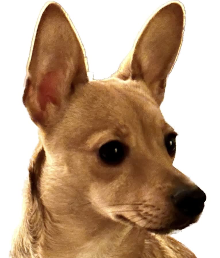 Alexa (Lexi) Isabella, a Chihuahua and Rat Terrier mix tested with EmbarkVet.com