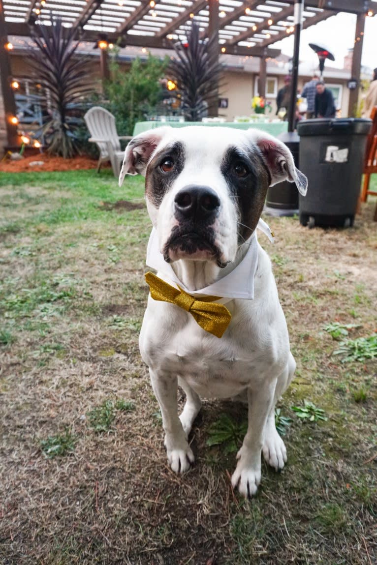 Aubin, an American Bulldog and Brittany mix tested with EmbarkVet.com