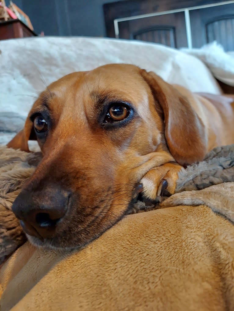 EvaMarie, a Beagle and American Pit Bull Terrier mix tested with EmbarkVet.com