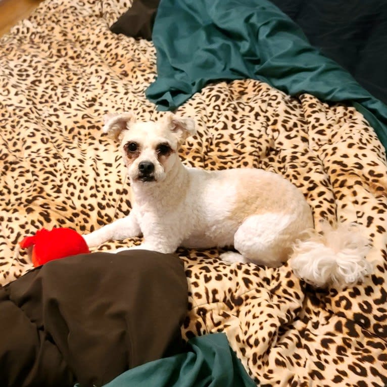 Brody, a Chihuahua and Poodle (Small) mix tested with EmbarkVet.com