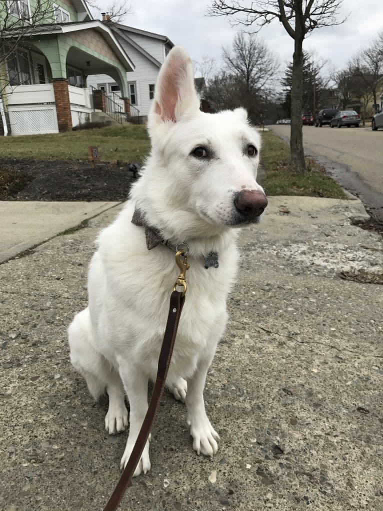 Lawine, a German Shepherd Dog tested with EmbarkVet.com