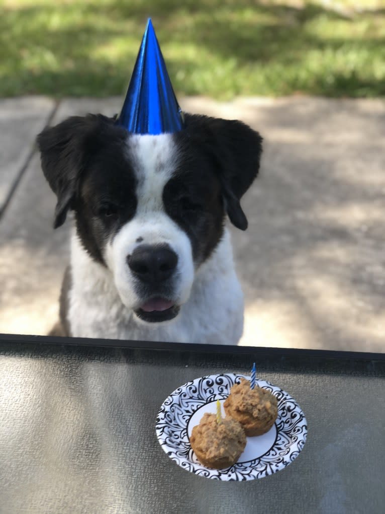 Sully, a Saint Bernard tested with EmbarkVet.com