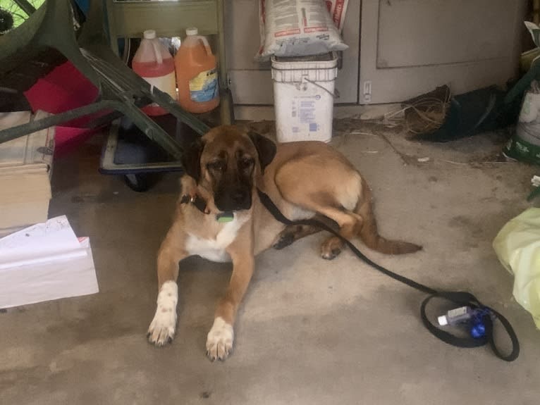 Fisher, an Anatolian Shepherd Dog tested with EmbarkVet.com