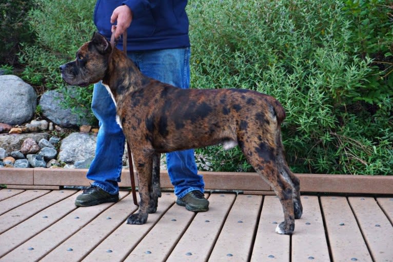 Thoryn, an American Bulldog and Cane Corso mix tested with EmbarkVet.com