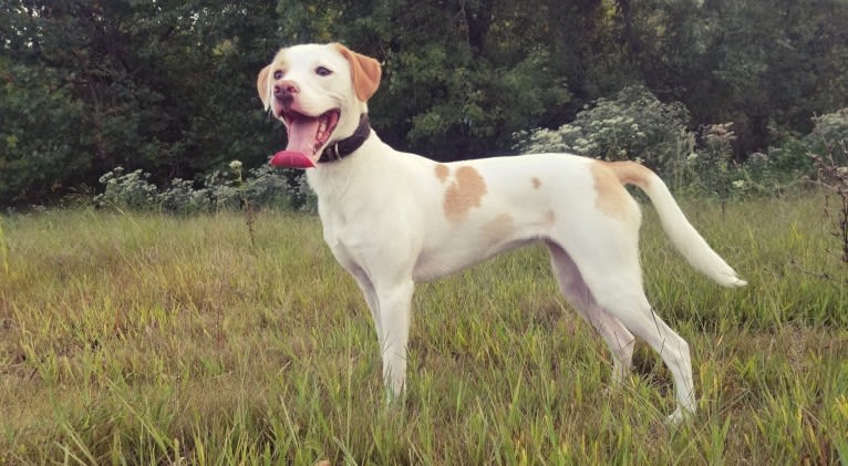 Valkyrie, an American Pit Bull Terrier and Shih Tzu mix tested with EmbarkVet.com