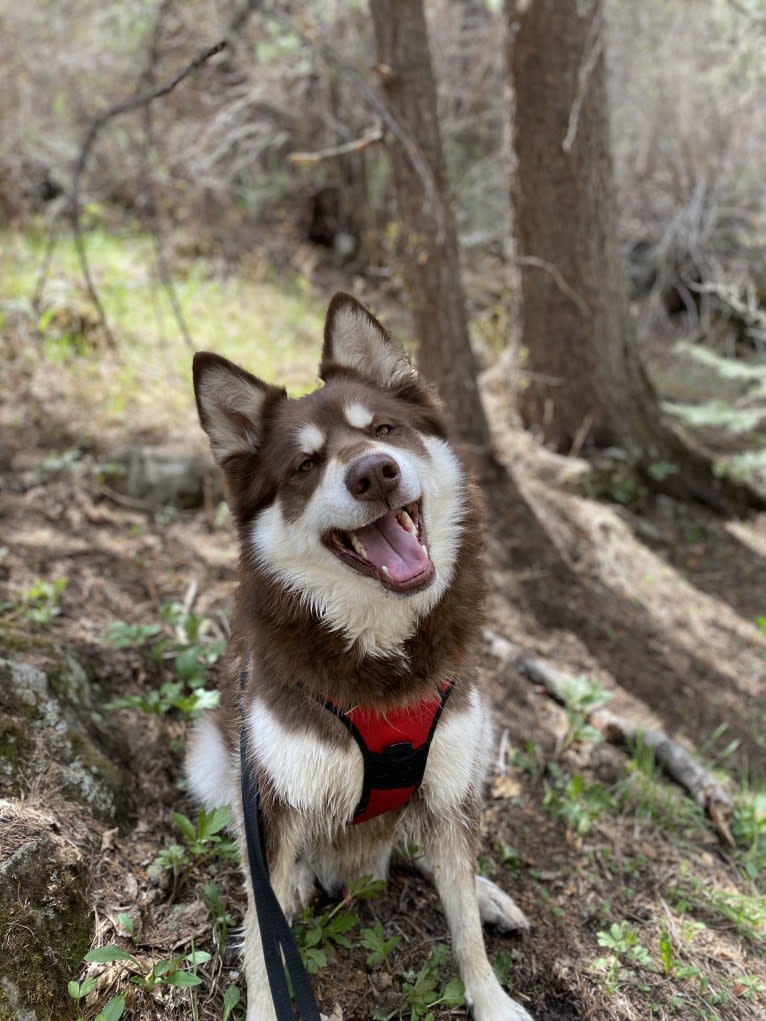 Seamus, a Siberian Husky and Chow Chow mix tested with EmbarkVet.com