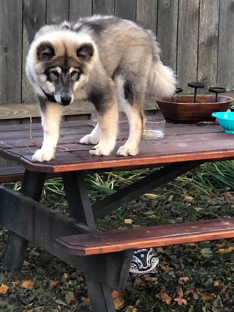 Appa, an Alaskan Malamute tested with EmbarkVet.com