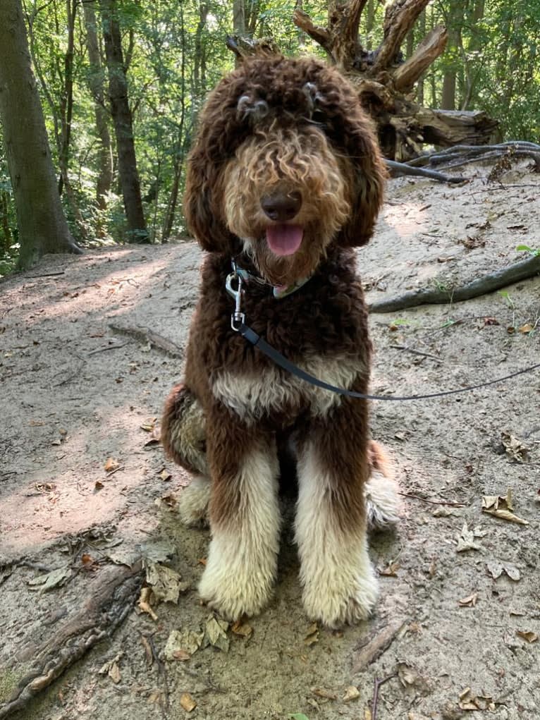 Gideon, a Poodle (Standard) tested with EmbarkVet.com