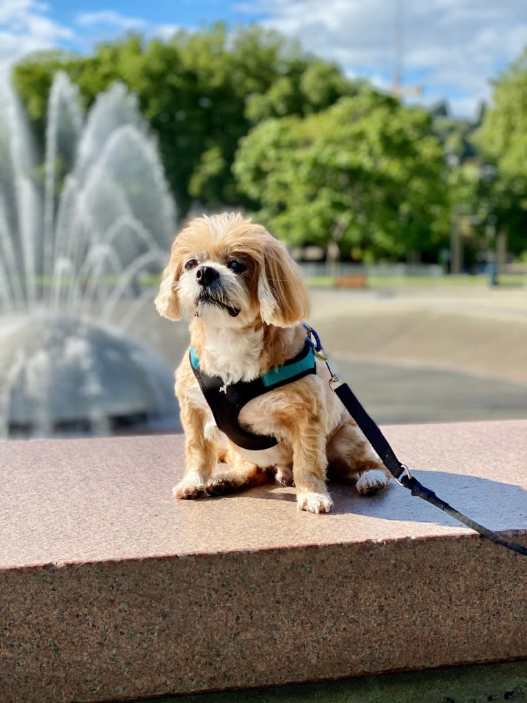 Kuma, a Pekingese and Japanese Chin mix tested with EmbarkVet.com